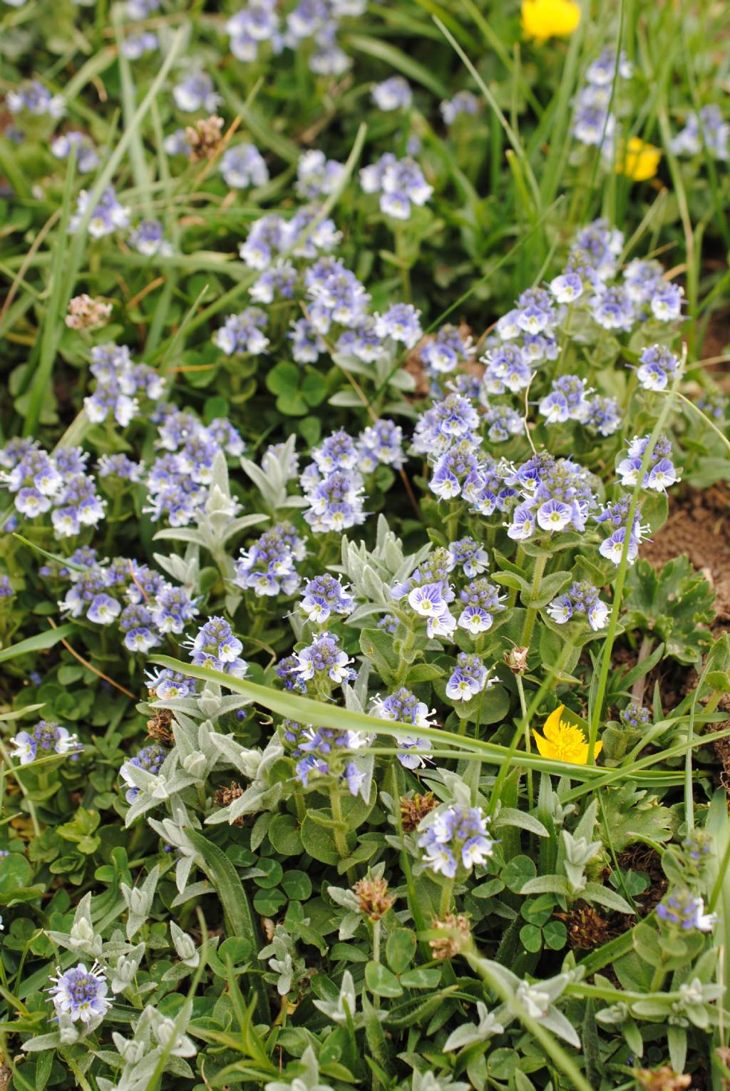 Veronica?  V. serpyllifolia